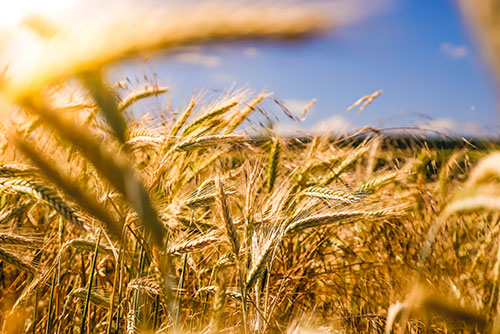 agriculture